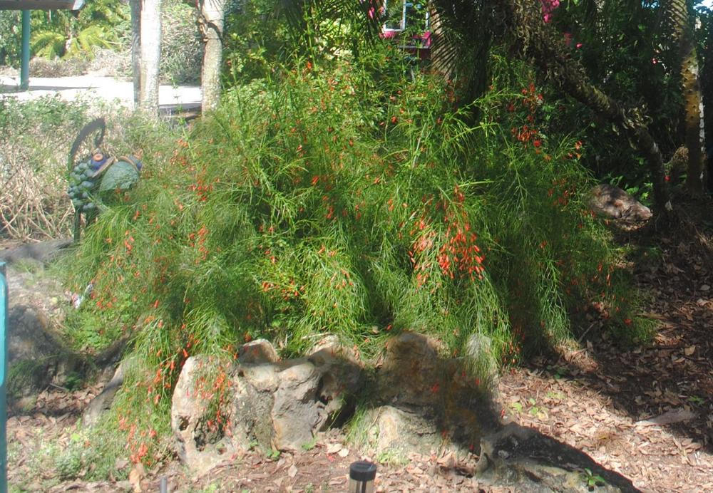 Photo of Firecracker Plant (Russelia equisetiformis) uploaded by ILPARW