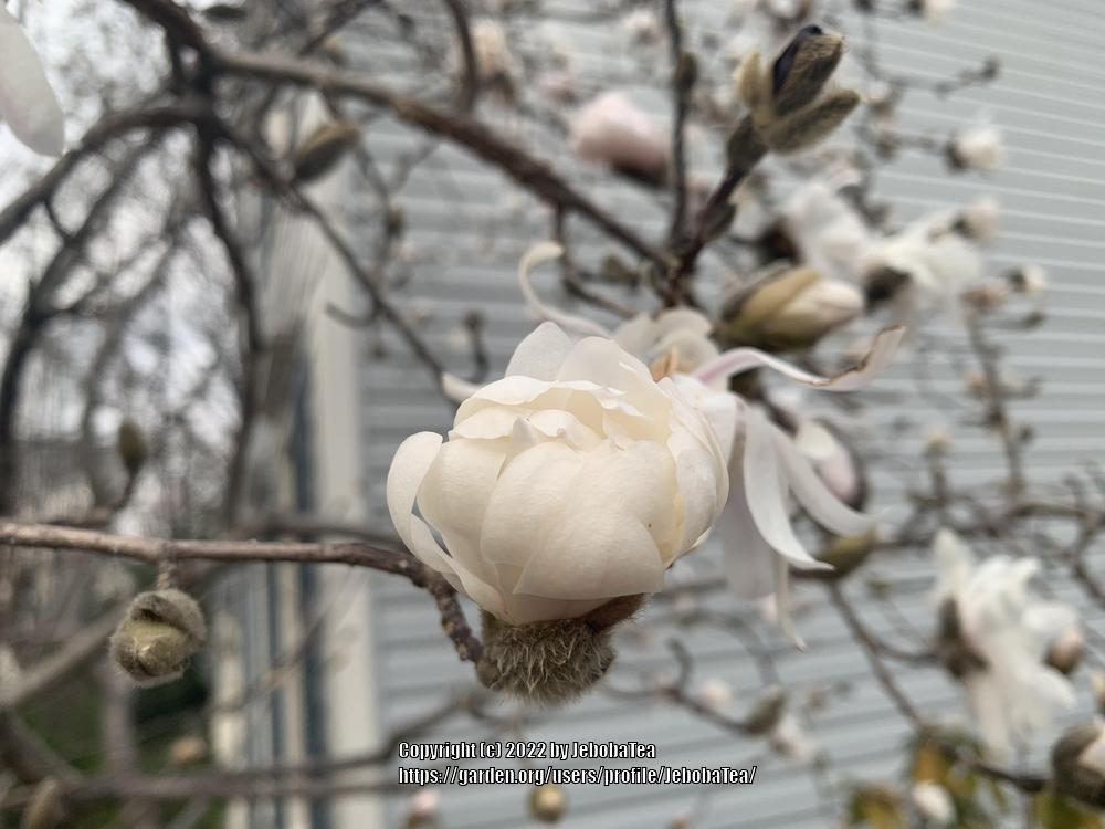 Photo of Star Magnolia (Magnolia stellata) uploaded by JebobaTea