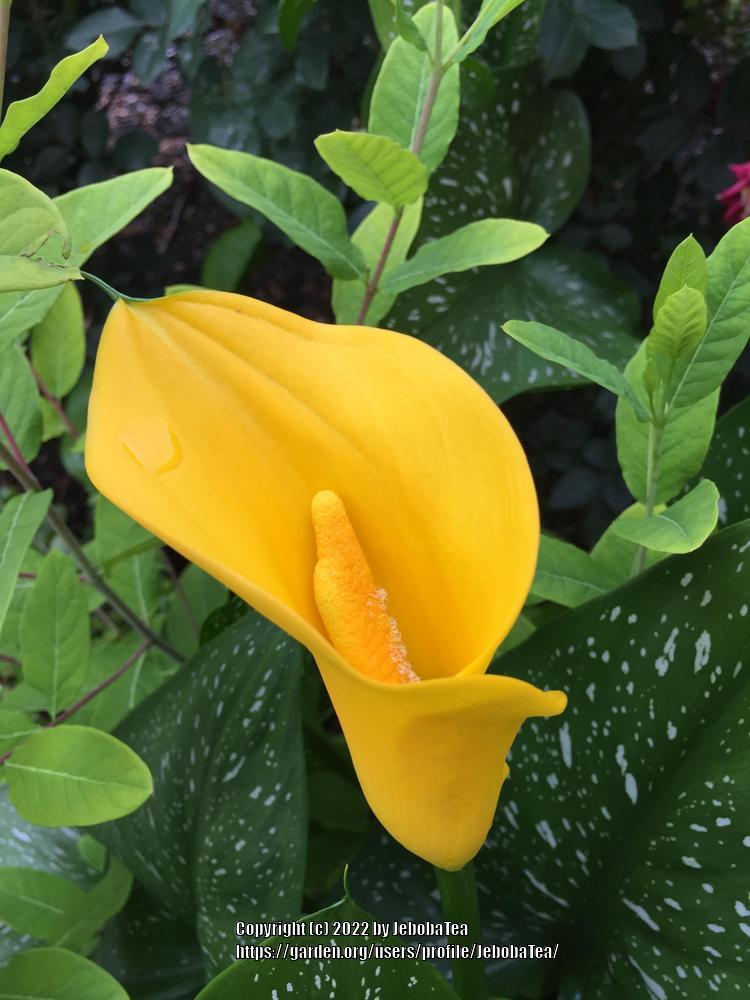 Photo of Yellow Calla Lily (Zantedeschia elliottiana) uploaded by JebobaTea