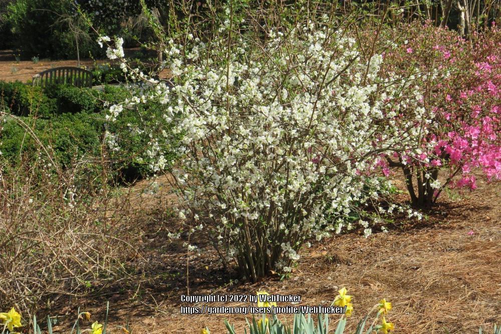 Photo of Quince (Cydonia oblonga) uploaded by WebTucker