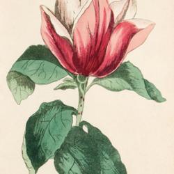 
Date: c. 1807
illustration [as M. purpurea] from Moriarty's 'Fifty Plates of Gr