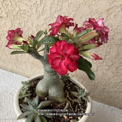 Location: Tampa, Florida
Date: 2022-03-11
Pruned supernova is blooming on short new branches. The color cha