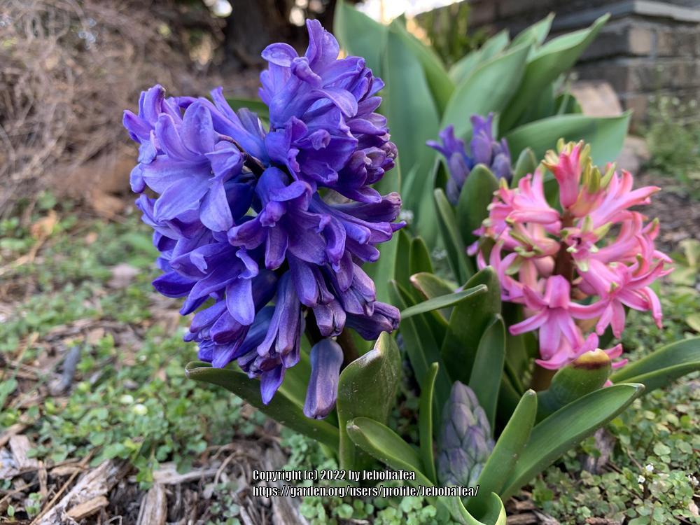 Photo of Hyacinth (Hyacinthus orientalis) uploaded by JebobaTea