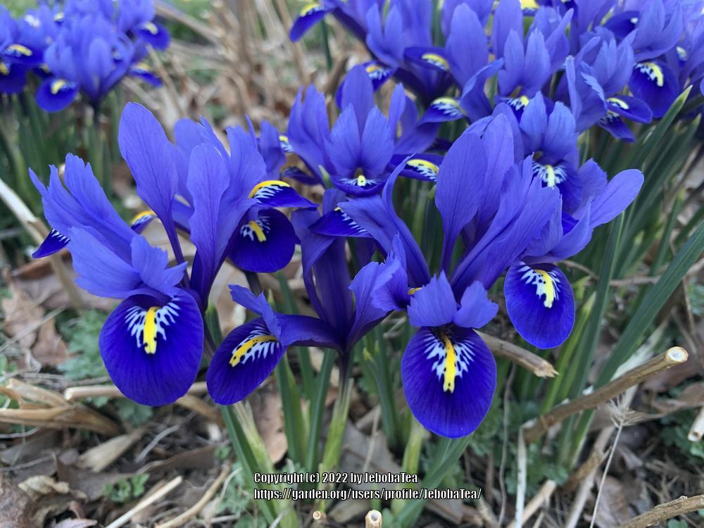 Photo of Reticulated Iris (Iris reticulata) uploaded by JebobaTea