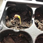 This is just one of three Jalapeño seedlings that have sprouted