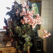 Begonia Hocking Velvet in early bloom!