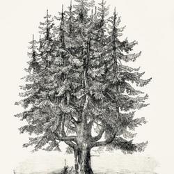 
Date: c. 1888
illustration [as Picea excelsa] from 'Gartenflora', 1888