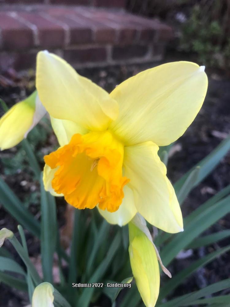 Photo of Large-cupped Daffodil (Narcissus 'Fortissimo') uploaded by sedumzz