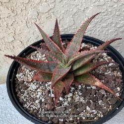 Location: Tampa, Florida
Date: 2022-03-12
Repotted, this is my oldest Aloe, purchased in Spring 2013.