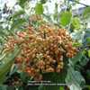 Birchleaf Viburnum large fruit cluster beginning to ripen in earl