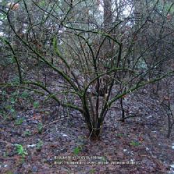 Location: Washington Park Arboretum, Seattle WA
Date: 2008-12-28
Smoketree Leaved Viburnum displaying winter form, 2008 Dec 28, Wa