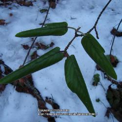 Location: Washington Park Arboretum, Seattle WA
Date: 2008-12-28
Woolly Viburnum evergreen leaves against snow display revolute be