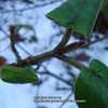 Woolly Viburnum displaying dormant winter leaf buds with distinct