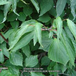 Location: Scott Arboretum, Swarthmore College, Swarthmore PA
Date: 2008-10-01
Birchleaf Viburnum showing variability in leaf morphology from br