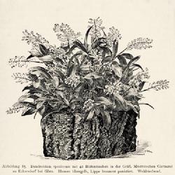 
Date: c. 1888
illustration from 'Gartenflora', 1888