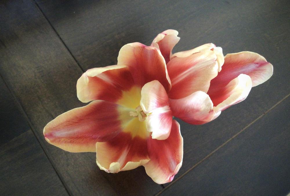 Photo of Tulips (Tulipa) uploaded by Fieldsof_flowers