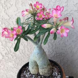 Location: Tampa, Florida
Date: 2022-03-14
My small but beautiful blooming desert rose, nicknamed "Cutesiede