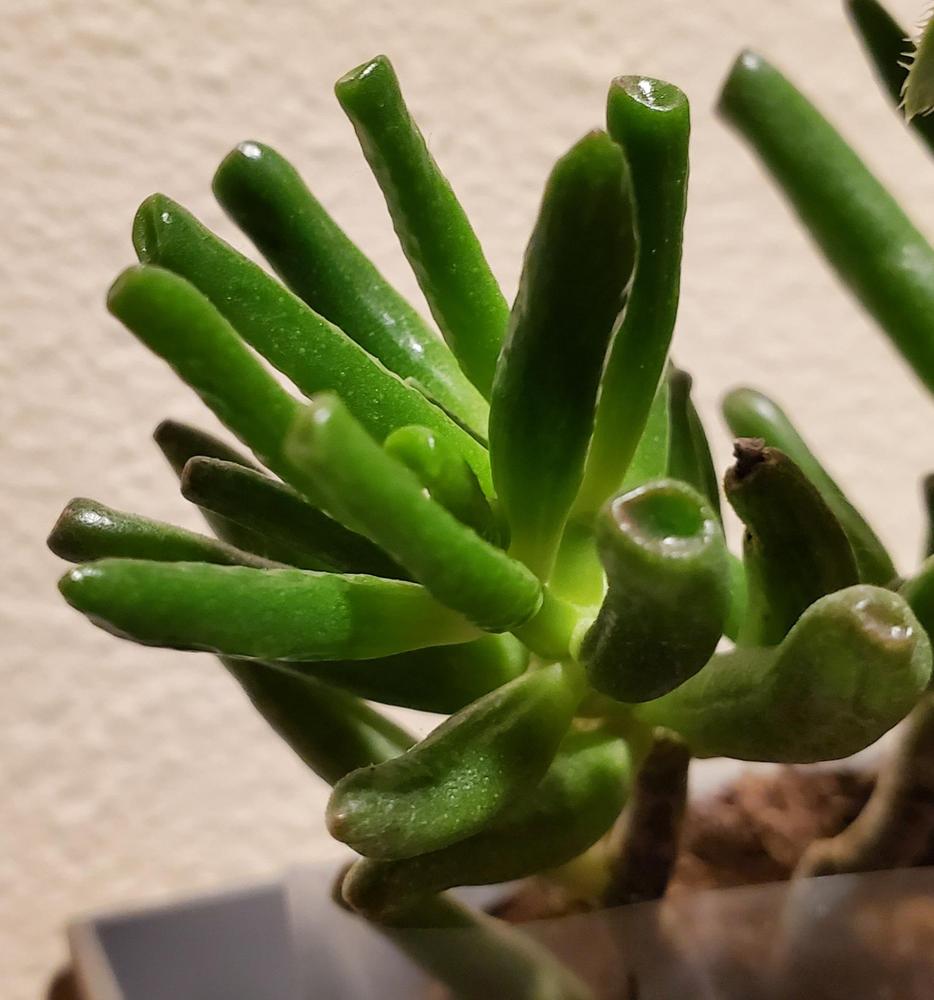 Photo of Jade Plant (Crassula ovata 'Ogre Ears') uploaded by MONTANALisa
