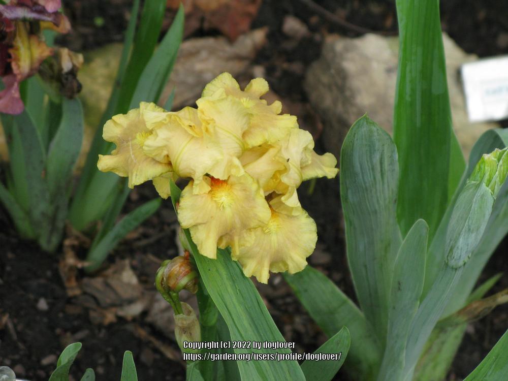 Photo of Standard Dwarf Bearded Iris (Iris 'All Ruffled Up') uploaded by doglover