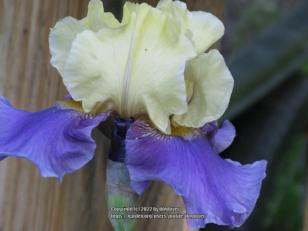 Photo of Tall Bearded Iris (Iris 'Jurassic Park') uploaded by doglover