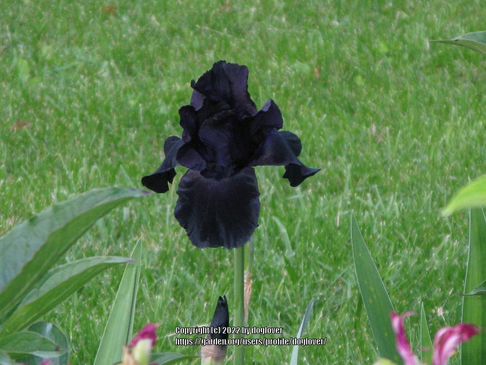 Photo of Tall Bearded Iris (Iris 'Black Suited') uploaded by doglover