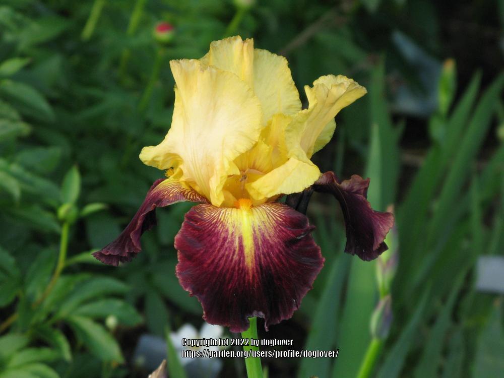 Photo of Tall Bearded Iris (Iris 'Devil's Riot') uploaded by doglover