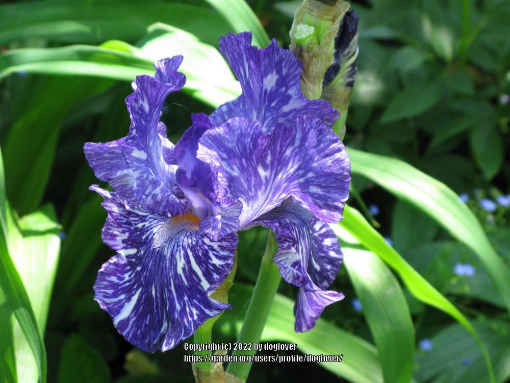 Photo of Border Bearded Iris (Iris 'Batik') uploaded by doglover
