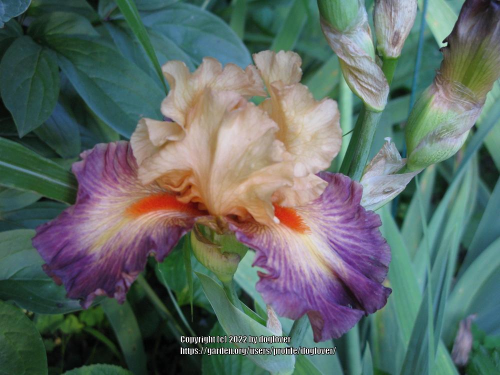 Photo of Tall Bearded Iris (Iris 'Brazilian Art') uploaded by doglover