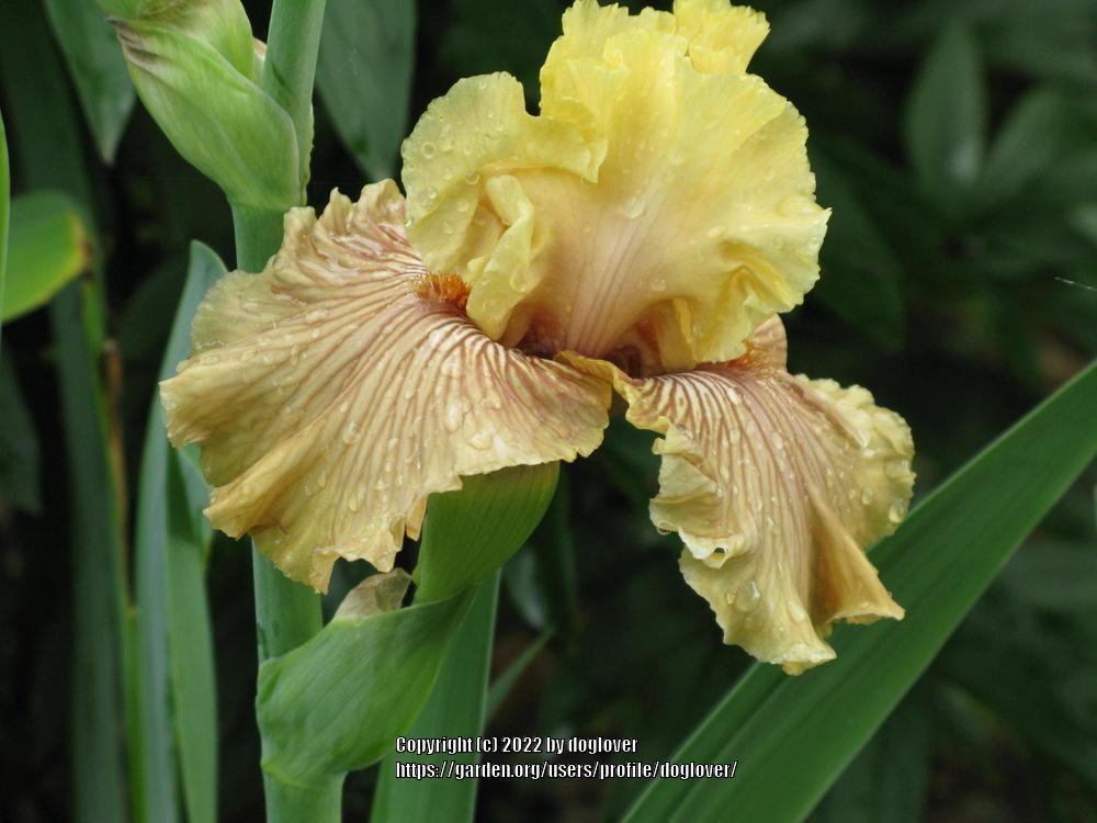 Photo of Tall Bearded Iris (Iris 'Just Crazy') uploaded by doglover