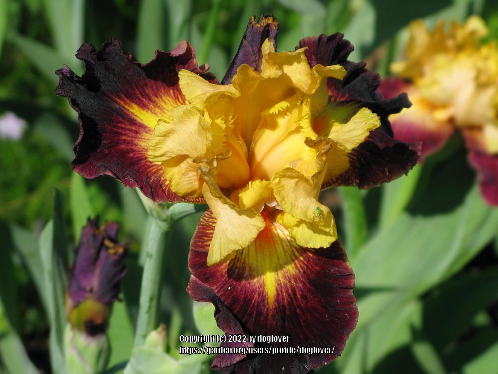Photo of Tall Bearded Iris (Iris 'Devil's Riot') uploaded by doglover