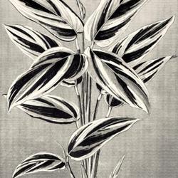 
Date: c. 1888
illustration [as Phrynium variegatum] from 'Gartenflora', 1888