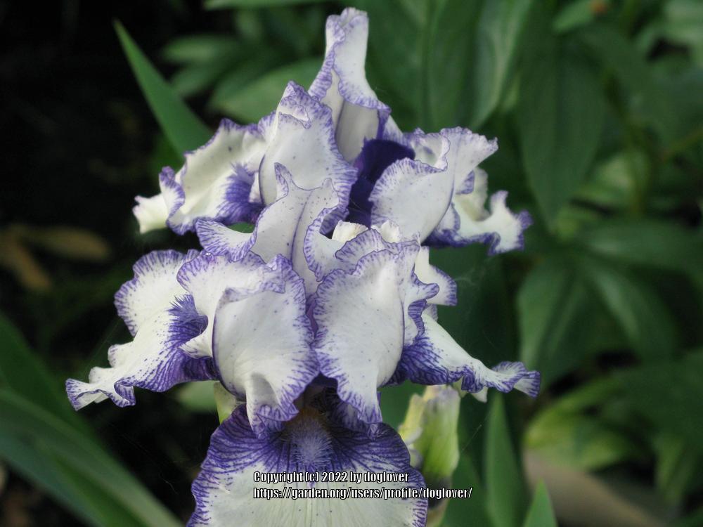 Photo of Border Bearded Iris (Iris 'Orinoco Flow') uploaded by doglover