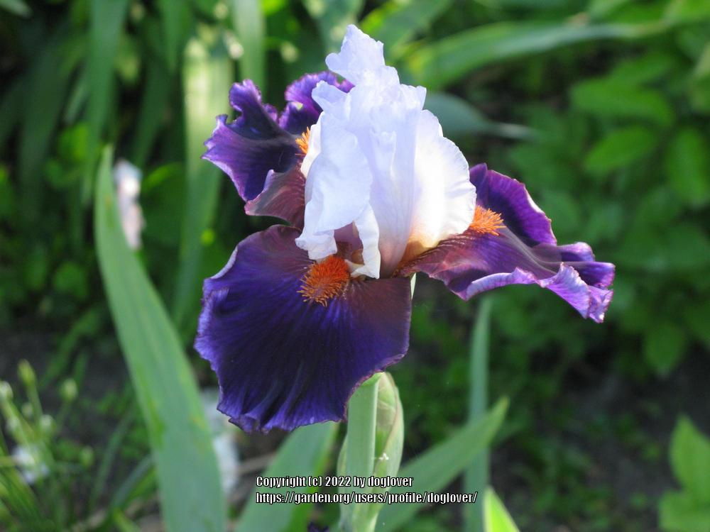 Photo of Tall Bearded Iris (Iris 'Sharpshooter') uploaded by doglover