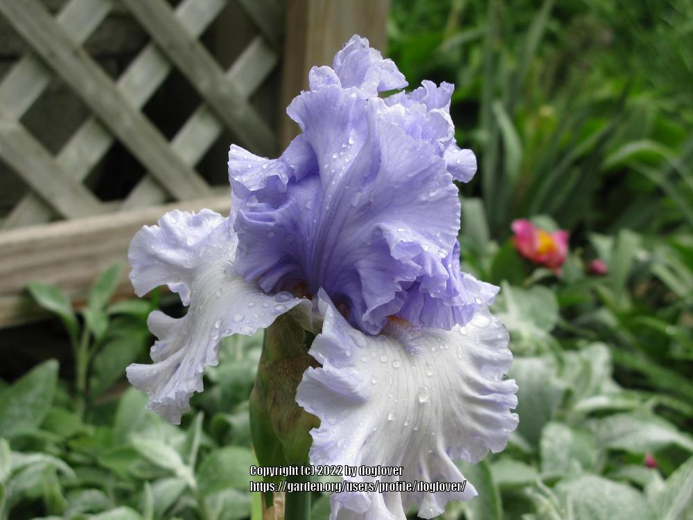Photo of Tall Bearded Iris (Iris 'Never Been Kissed') uploaded by doglover