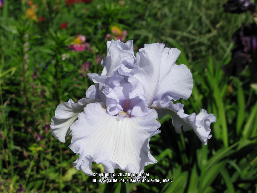 Photo of Tall Bearded Iris (Iris 'Silverado') uploaded by doglover