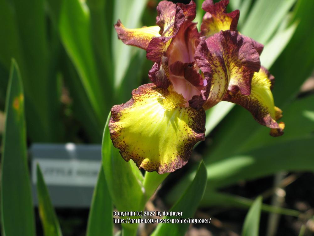 Photo of Standard Dwarf Bearded Iris (Iris 'Tremors') uploaded by doglover