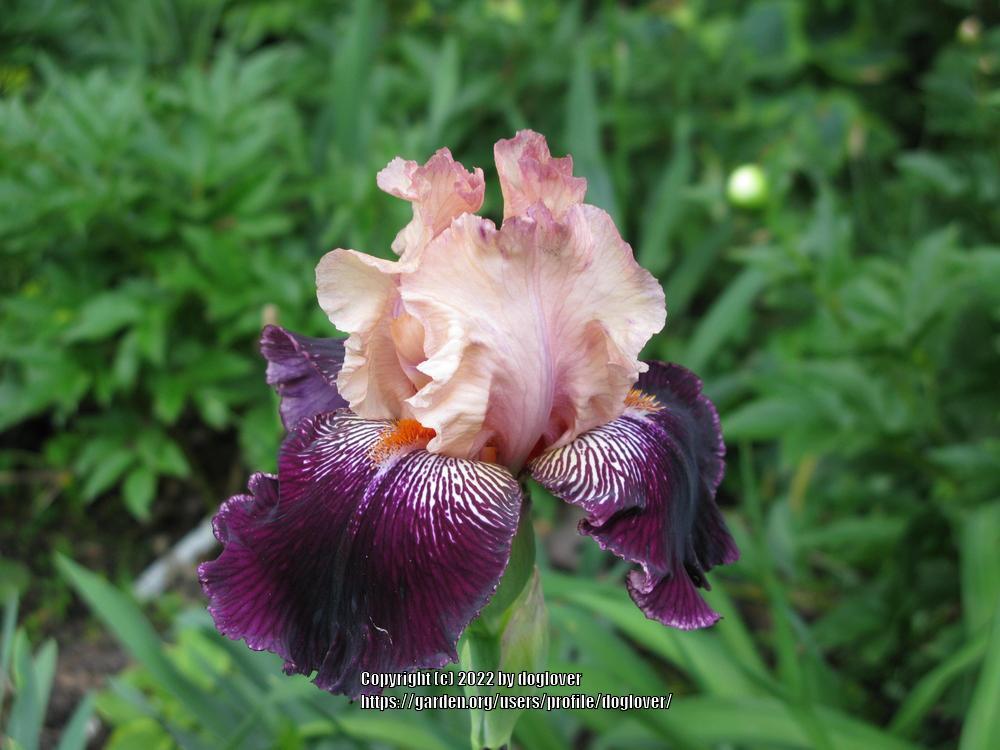 Photo of Tall Bearded Iris (Iris 'Wench') uploaded by doglover