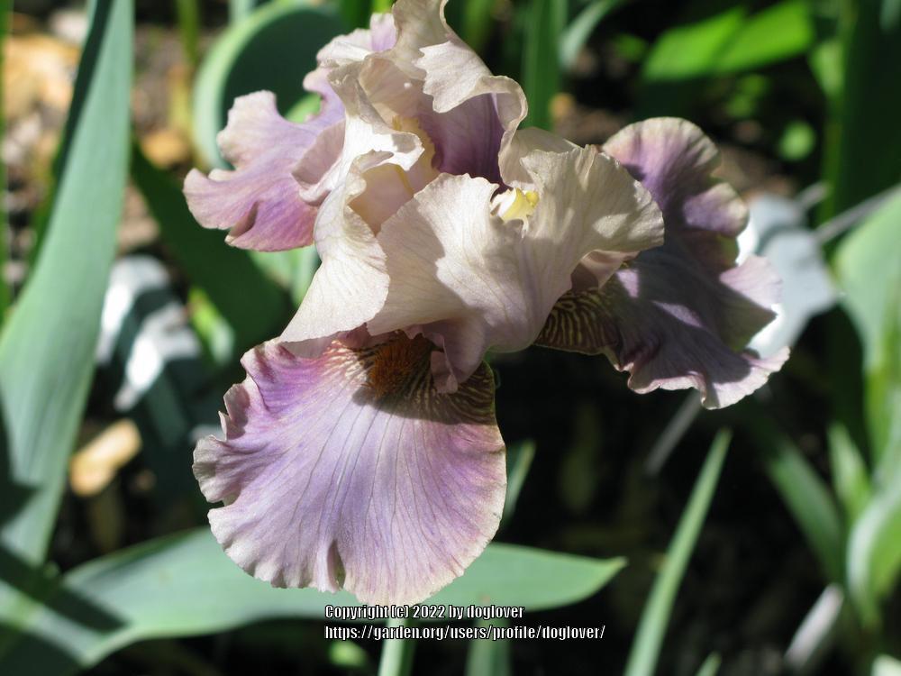 Photo of Tall Bearded Iris (Iris 'Ozone Alert') uploaded by doglover