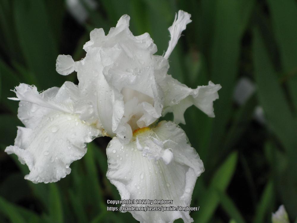 Photo of Tall Bearded Iris (Iris 'Mesmerizer') uploaded by doglover