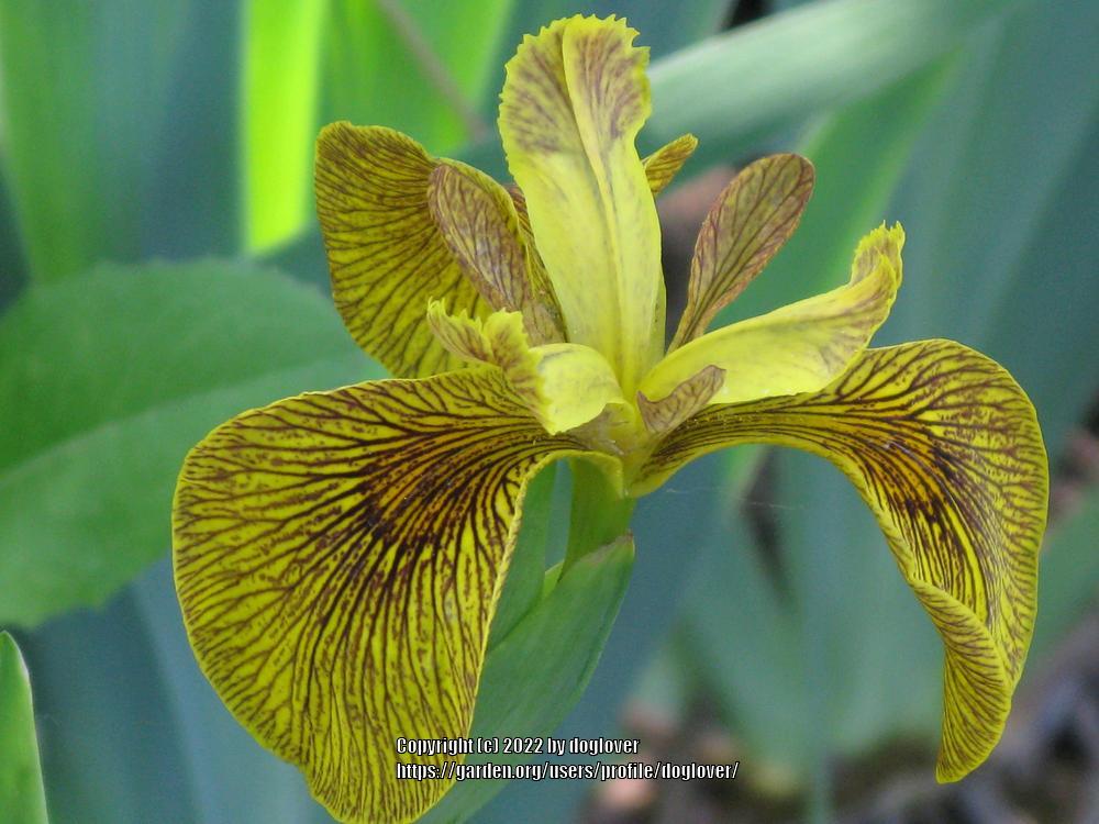 Photo of Species X Iris (Iris 'Phil Edinger') uploaded by doglover
