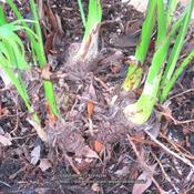 This photo shows the clump forming base of the Cat Palm; all stem