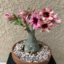 Location: Tampa, Florida
Date: 2022-03-15
My grafted desert rose, saved by Agro-Thrive.