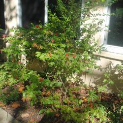 Location: Hugh Taylor Birch State Park in Fort Lauderdale, Florida
Date: 2022-02-21
mature shrub with red blooms in part-shade