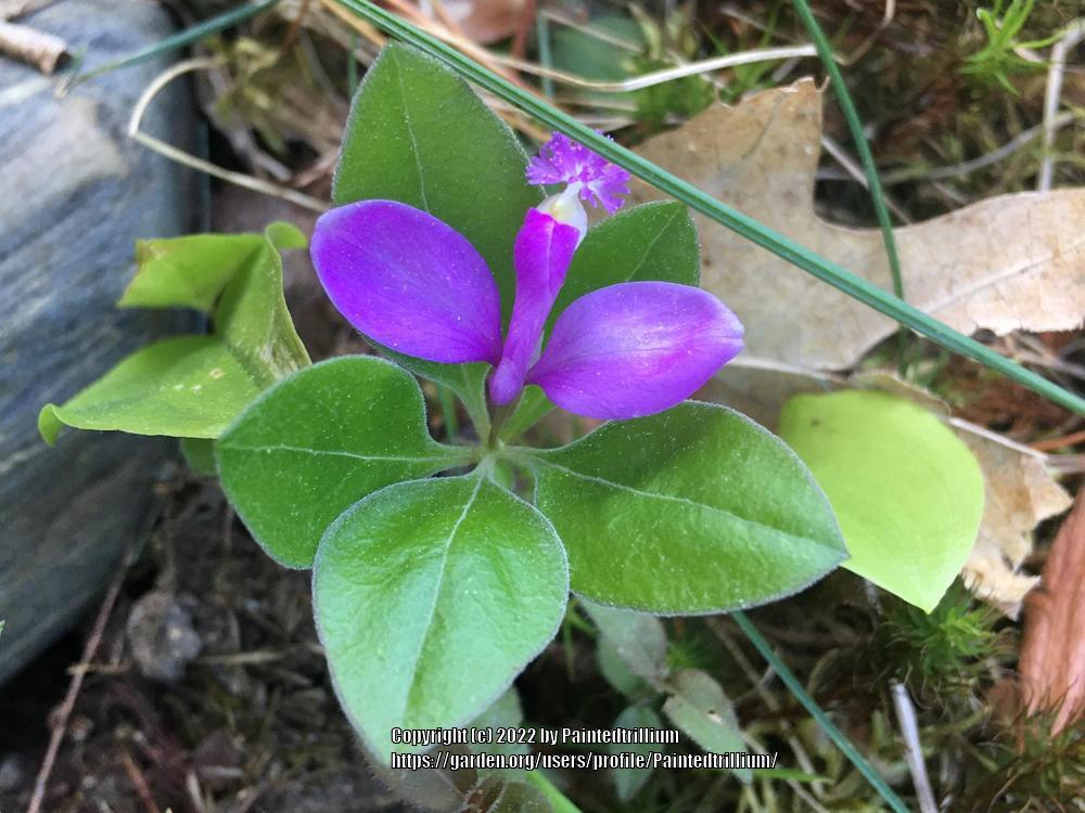 Photo of Fringed Polygala (Polygaloides paucifolia) uploaded by Paintedtrillium