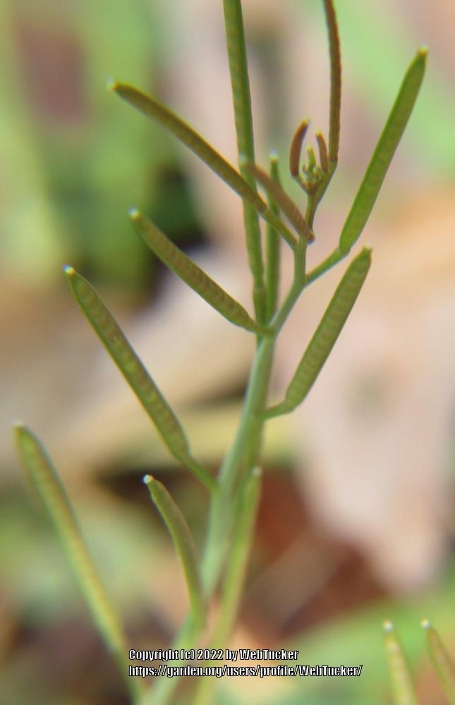 Photo of Common Bittercress (Cardamine hirsuta) uploaded by WebTucker
