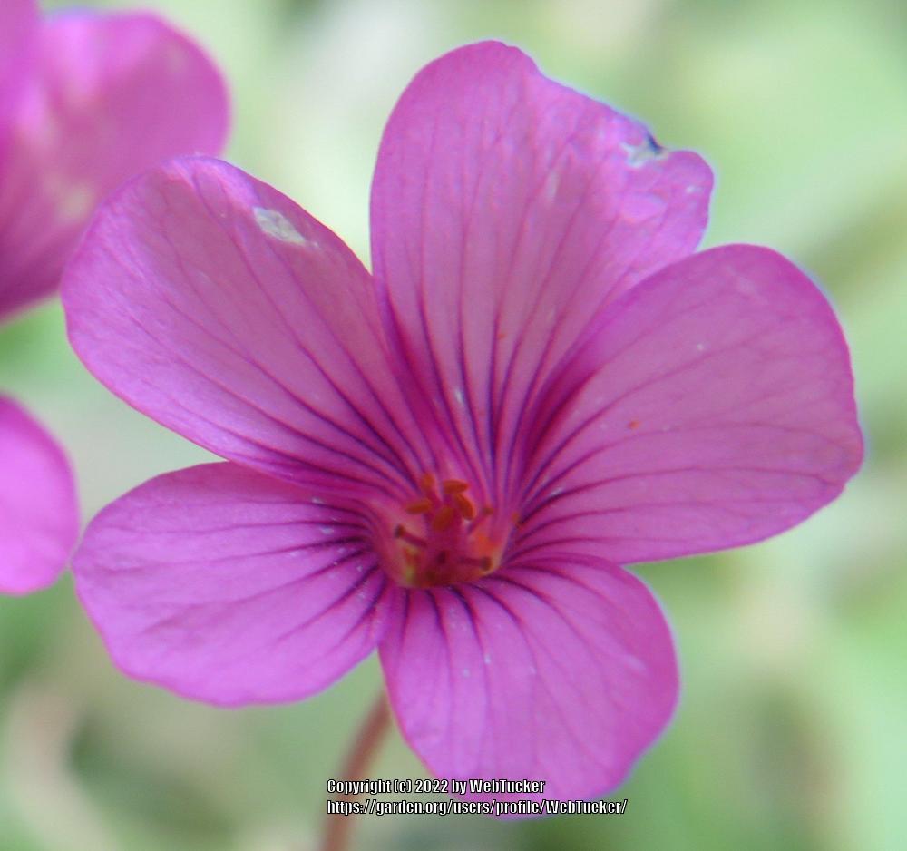 Photo of Violet Wood Sorrel (Oxalis violacea) uploaded by WebTucker