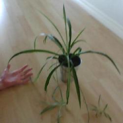 Location: Medicine Hat
Date: 2022-03-15
Full spider plant
