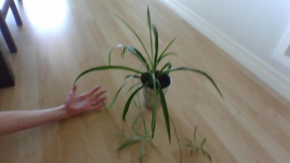 Photo of Variegated Spider Plant (Chlorophytum comosum 'Vittatum') uploaded by autism4life