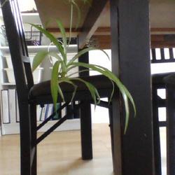 Location: Medicine Hat
Date: 2022-03-15
spider plant baby still atached to the big spider plant
