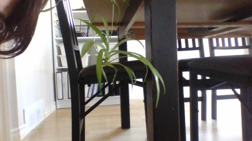 Photo of Variegated Spider Plant (Chlorophytum comosum 'Vittatum') uploaded by autism4life